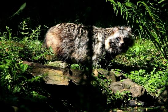 Marderhund - Wildpark Alte Fasanerie Klein Auheim 2016