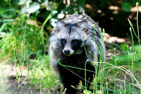 Marderhund - Wildpark Alte Fasanerie Klein Auheim 2016