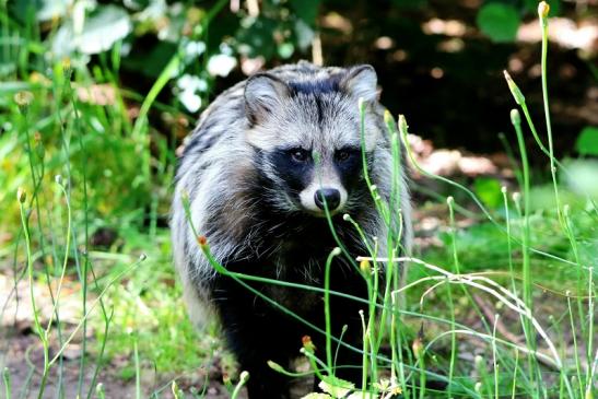 Marderhund - Wildpark Alte Fasanerie Klein Auheim 2016