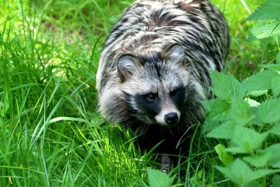 Marderhund - Wildpark Alte Fasanerie Klein Auheim 2016