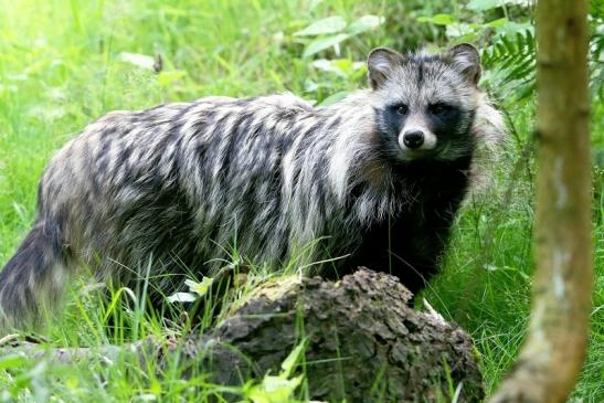 Marderhund - Wildpark Alte Fasanerie Klein Auheim 2016