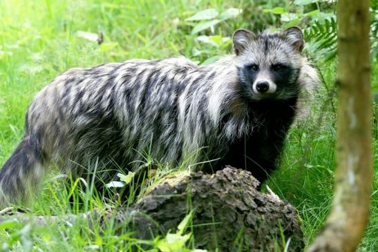 Marderhund - Wildpark Alte Fasanerie Klein Auheim 2016