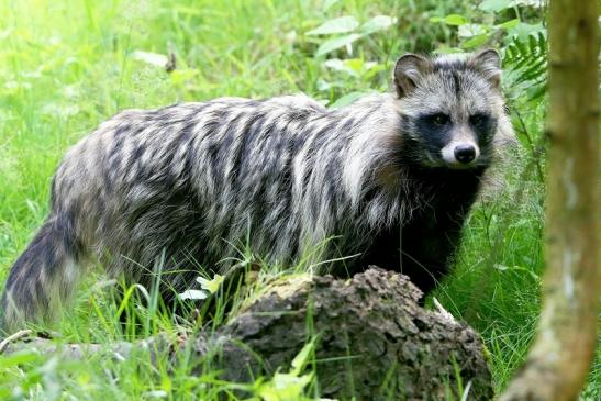 Marderhund - Wildpark Alte Fasanerie Klein Auheim 2016