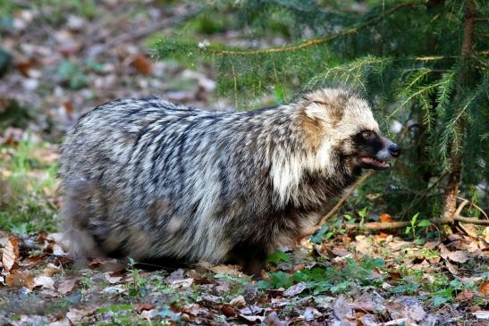 Marderhund - Wildpark Alte Fasanerie Klein Auheim 2017