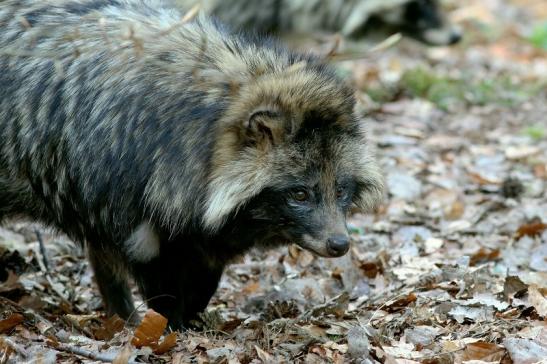 Marderhund - Wildpark Alte Fasanerie Klein Auheim 2017