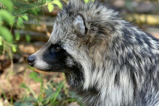 Marderhund - Wildpark Alte Fasanerie Klein Auheim 2017