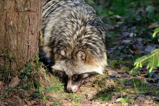 Marderhund - Wildpark Alte Fasanerie Klein Auheim 2017