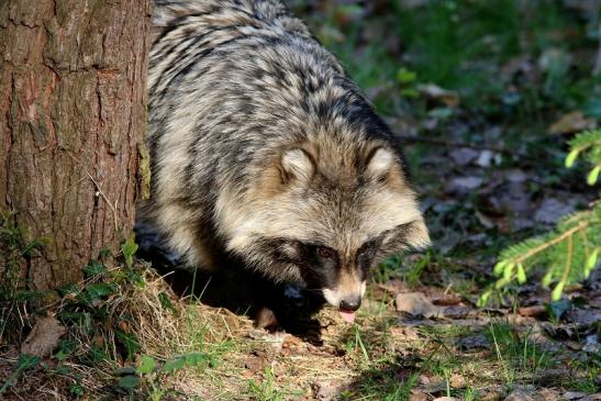 Marderhund - Wildpark Alte Fasanerie Klein Auheim 2017