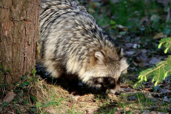 Marderhund - Wildpark Alte Fasanerie Klein Auheim 2017