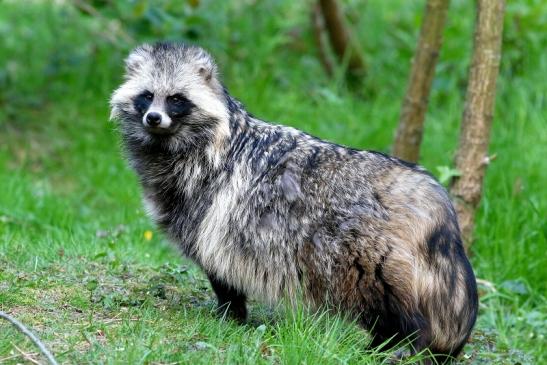 Marderhund - Wildpark Alte Fasanerie Klein Auheim 2017