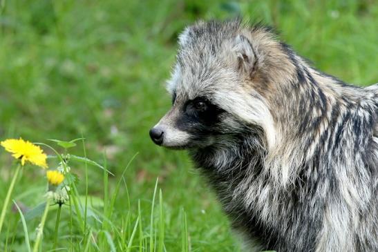 Marderhund - Wildpark Alte Fasanerie Klein Auheim 2017