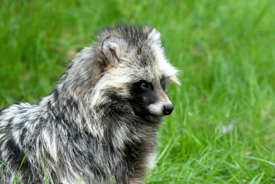 Marderhund - Wildpark Alte Fasanerie Klein Auheim 2017