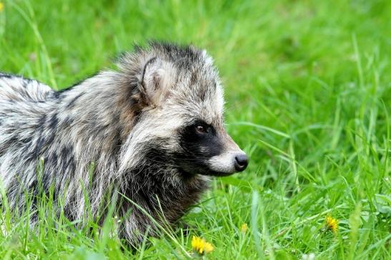 Marderhund - Wildpark Alte Fasanerie Klein Auheim 2017