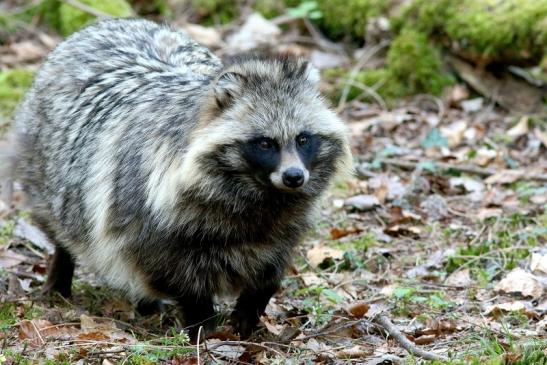 Marderhund - Wildpark Alte Fasanerie Klein Auheim 2017