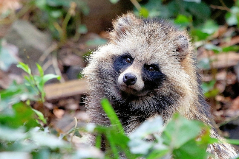 Foto des Monats November 2025 Marderhund Wildpark Alte Fasanerie Klein Auheim