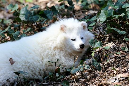 Marderhund - Wildpark Alte Fasanerie Klein Auheim 2019