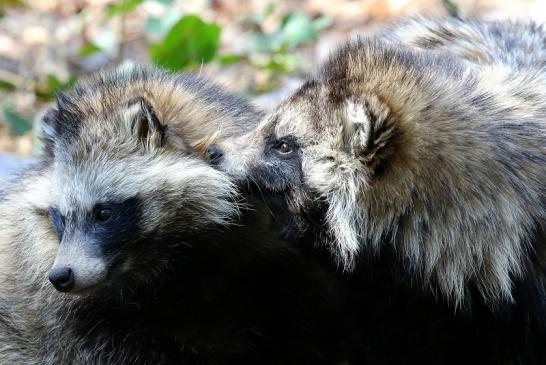 Marderhund - Wildpark Alte Fasanerie Klein Auheim 2019