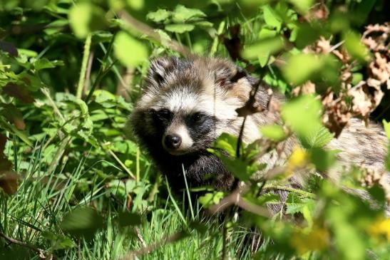 Marderhund - Wildpark Alte Fasanerie Klein Auheim 2022