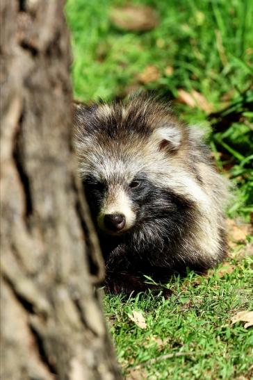 Marderhund - Wildpark Alte Fasanerie Klein Auheim 2022