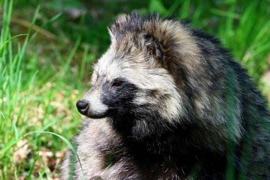 Marderhund Wildpark Alte Fasanerie Klein Auheim Mai 2022