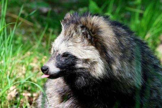 Marderhund - Wildpark Alte Fasanerie Klein Auheim 2022