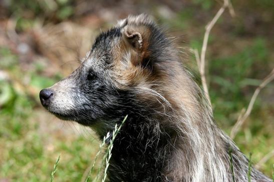 Marderhund Wildpark Bad Mergentheim 2015