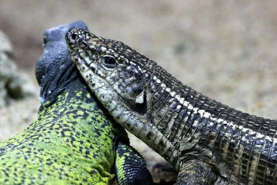 Streifenechse auf Marokkanischer Dornschwanzagame Zoo Vivarium Darmstadt 2012