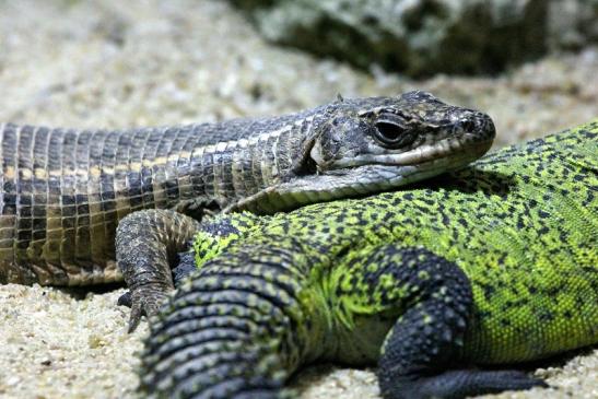 Streifenechse auf Marokkanischer Dornschwanzagame Zoo Vivarium Darmstadt 2012