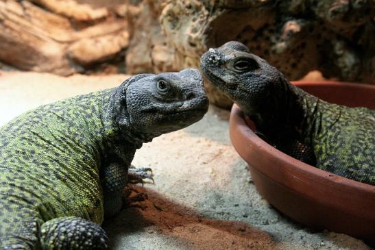 Marokkanische Dornschwanzagame Zoo Vivarium Darmstadt 2012