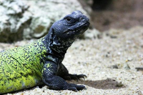 Marokkanische Dornschwanzagame Zoo Vivarium Darmstadt 2012