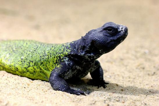 Marokkanische Dornschwanzagame Zoo Vivarium Darmstadt 2013