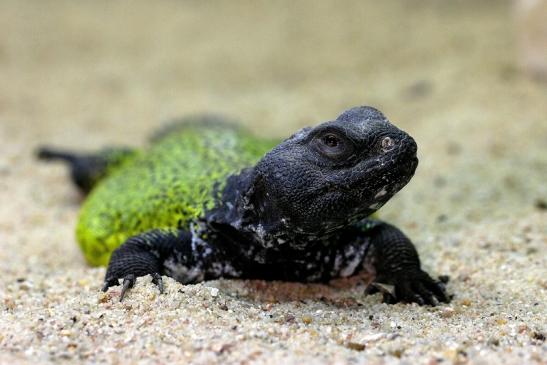 Marokkanische Dornschwanzagame Zoo Vivarium Darmstadt 2014