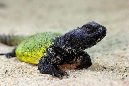 Marokkanische Dornschwanzagame Zoo Vivarium Darmstadt 2014