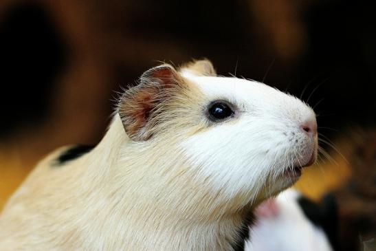 Meerschweinchen Zoo Vivarium Darmstadt 2014
