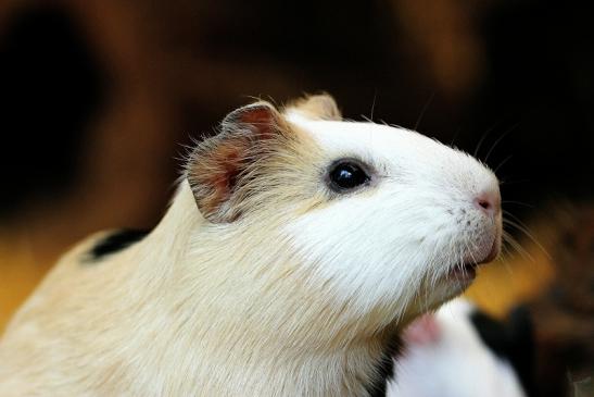 Meerschweinchen in Zuchtvarianten Zoo Vivarium Darmstadt 2014