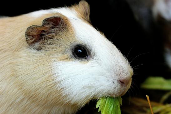 Meerschweinchen in Zuchtvarianten Zoo Vivarium Darmstadt 2014