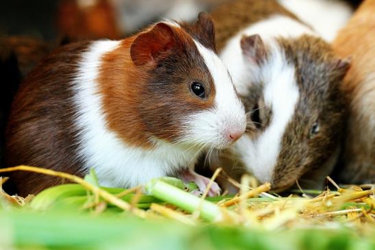 Meerschweinchen in Zuchtvarianten Zoo Vivarium Darmstadt 2014