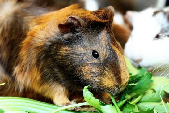 Meerschweinchen Zoo Vivarium Darmstadt 2014