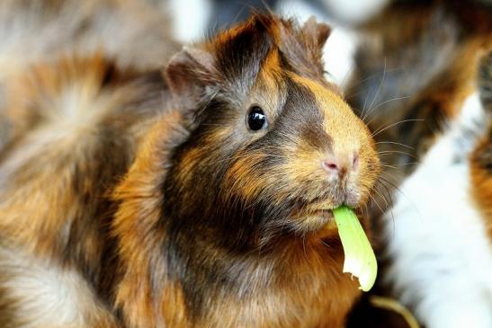 Meerschweinchen in Zuchtvarianten Zoo Vivarium Darmstadt 2014