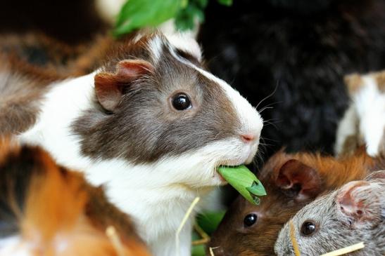 Meerschweinchen in Zuchtvarianten Zoo Vivarium Darmstadt 2014