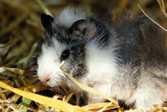 Meerschweinchen Zoo Vivarium Darmstadt 2014