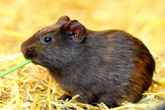 Meerschweinchen in Zuchtvarianten Zoo Vivarium Darmstadt 2014