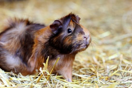 Meerschweinchen in Zuchtvarianten Zoo Vivarium Darmstadt 2014