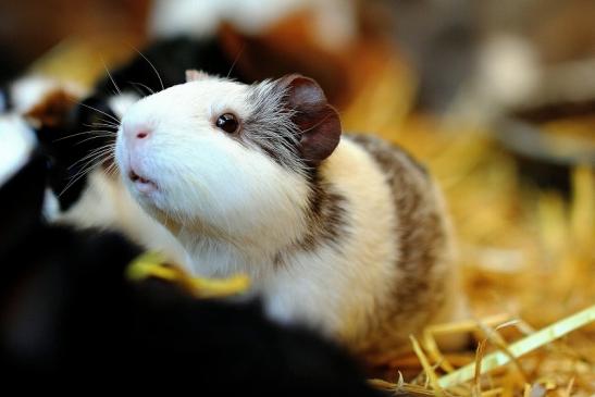 Meerschweinchen in Zuchtvarianten Zoo Vivarium Darmstadt 2014