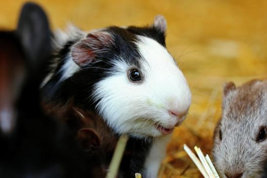 Meerschweinchen in Zuchtvarianten Zoo Vivarium Darmstadt 2014