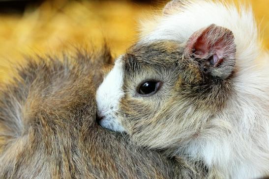 Meerschweinchen in Zuchtvarianten Zoo Vivarium Darmstadt 2014