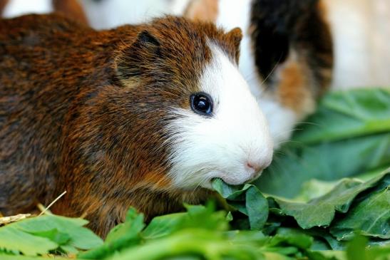 Meerschweinchen in Zuchtvarianten Zoo Vivarium Darmstadt 2014