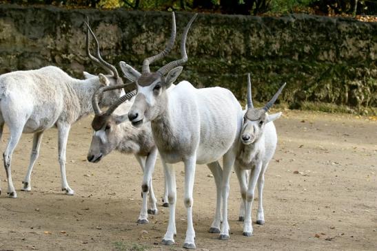 Addax-Mendesantilope Zoo Frankfurt am Main 2018