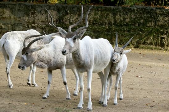 Addax-Mendesantilope Zoo Frankfurt am Main 2018