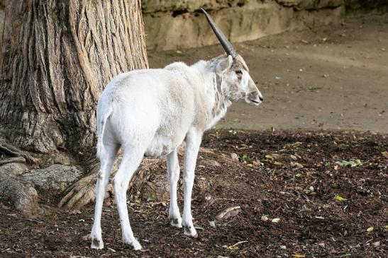 Addax-Mendesantilope Zoo Frankfurt am Main 2018